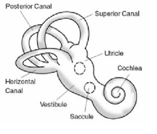 Diagram of ear canal