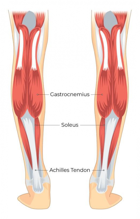 Achilles Tendon And Calf Injuries One And The Same Illinois Chiropractic Society 0732
