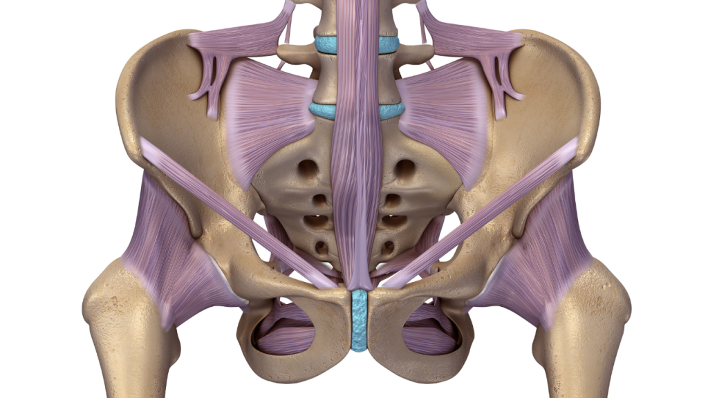 Pelvis