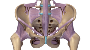 Pelvis