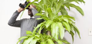 Person standing behind a palm tree with binoculars