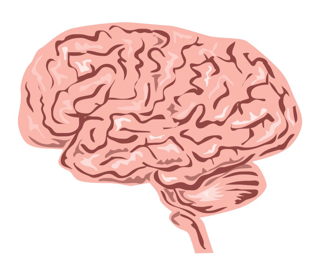 Human brain