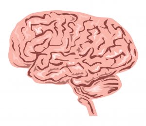 Human brain