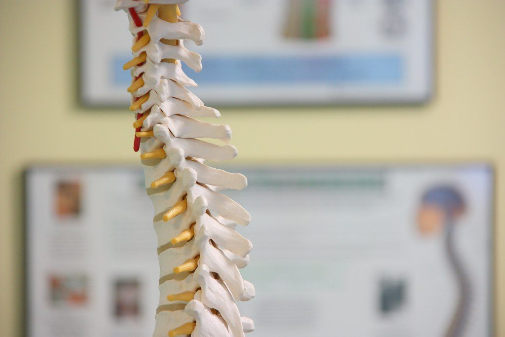 Model of spine