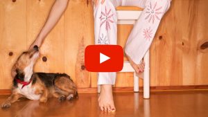 Person petting a dog