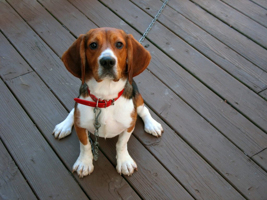 A dog sitting