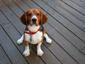 A dog sitting