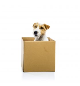 Dog sitting in a box