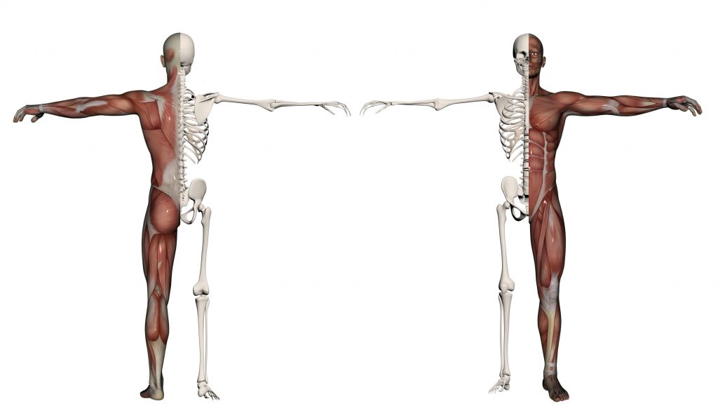 Diagram of human body
