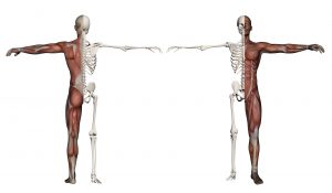 Diagram of human body