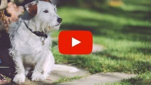 Image of a dog