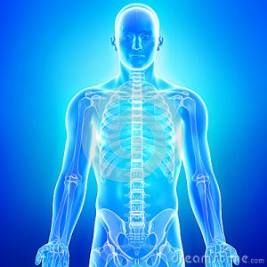 Image of the human body