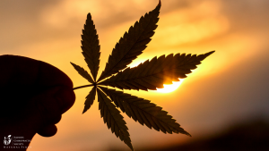 Cannabis Leaf