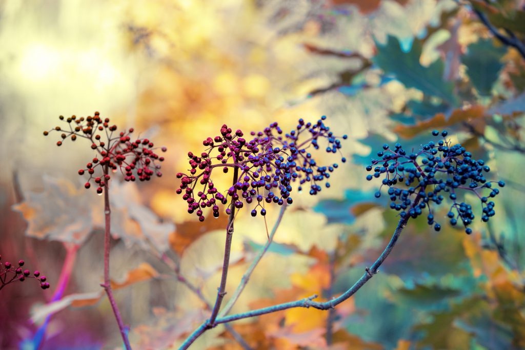 Image of Elderberries