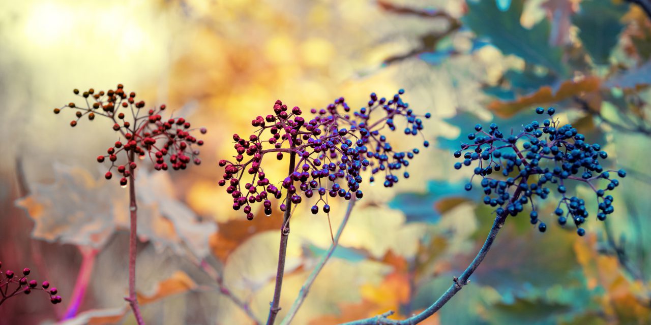 What is the Buzz About Elderberry?