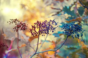 Image of Elderberries