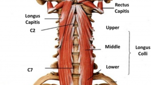 Diagram of spine