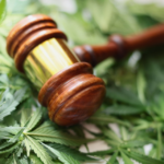 Gavel laying on cannabis leaves