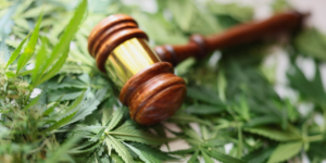 Gavel laying on cannabis leaves